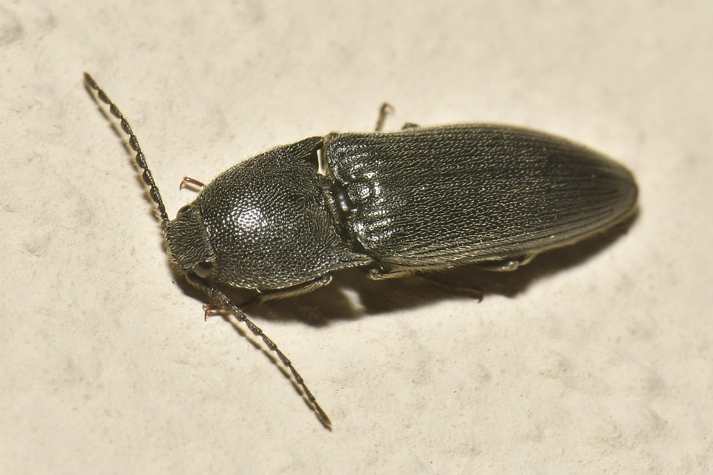 Elateridae: Melanotus sp?